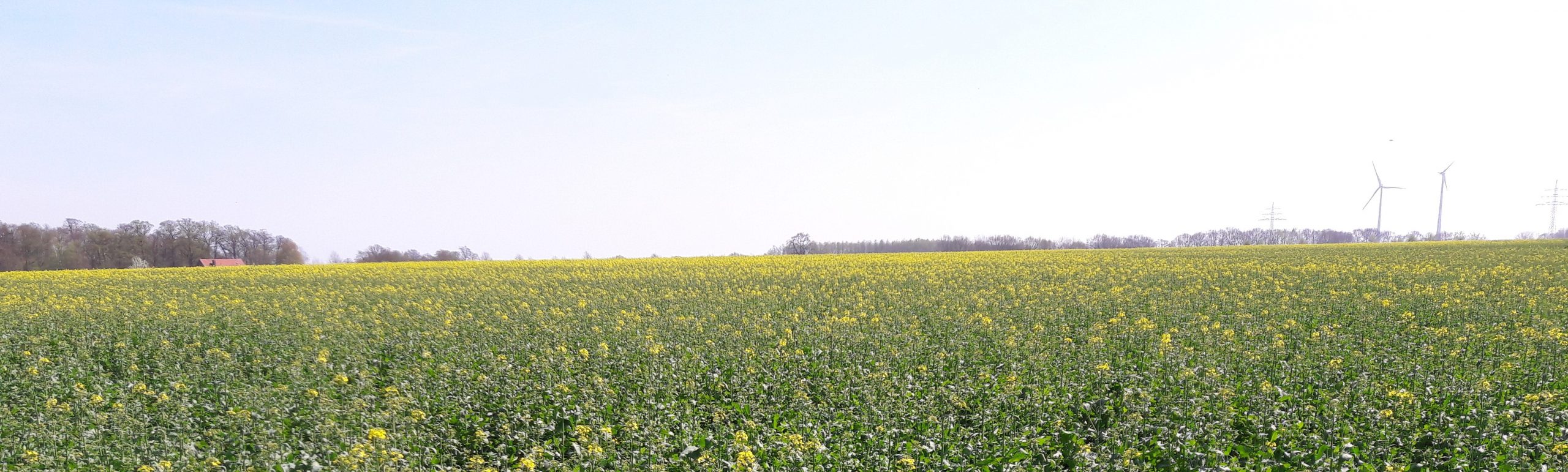 Fotowettbewerb zur Rapsblüte
