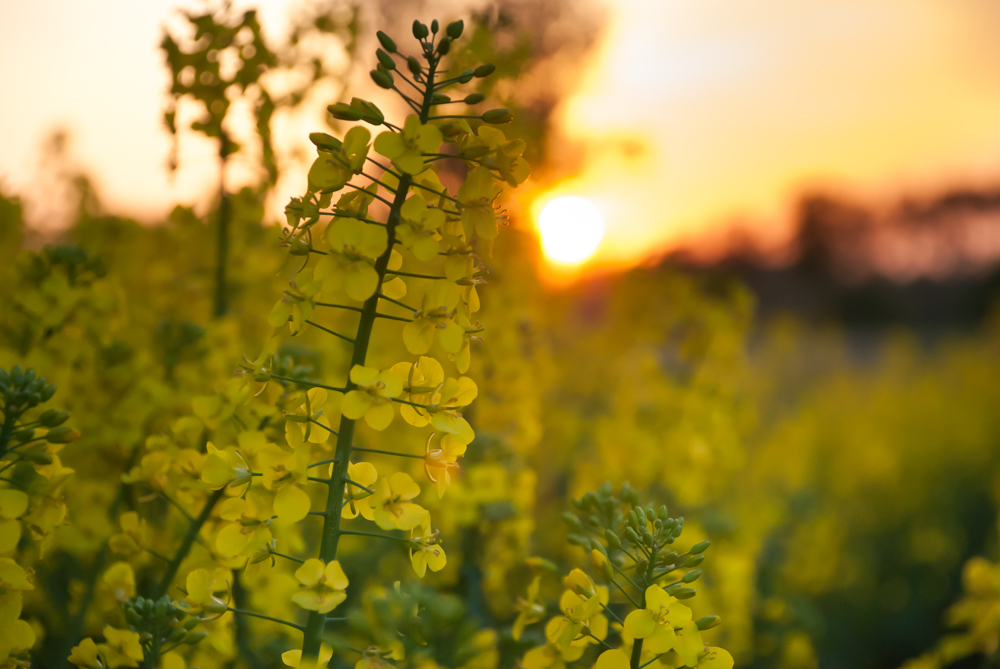Schönste Rapsfoto gekürt