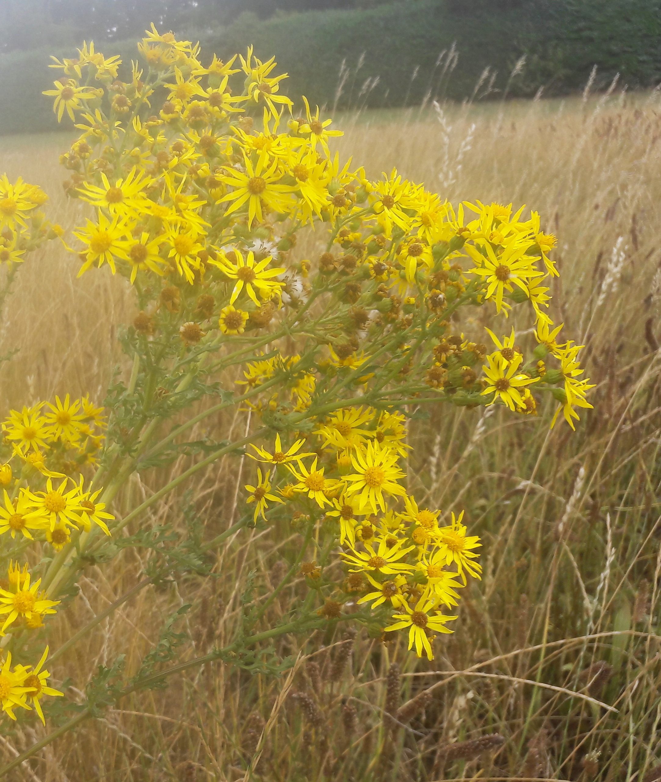 Vorsicht vor Jakobskreuzkraut