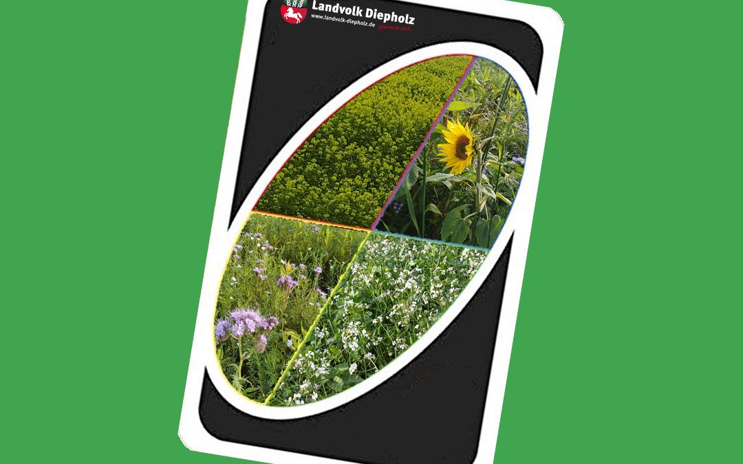 Zum Herbst blüht es nochmal&hellip;