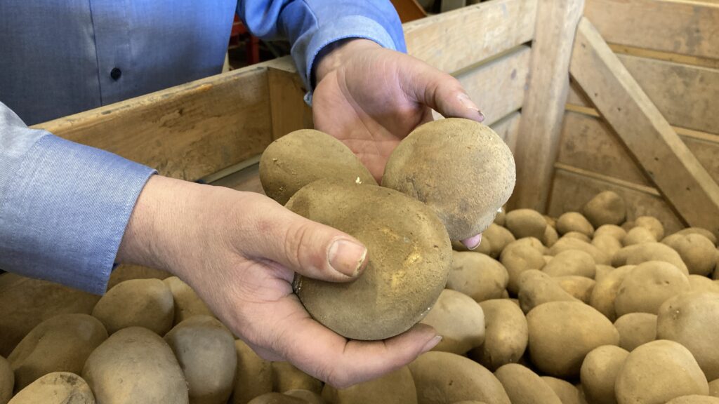 Zikade macht Kartoffel- und Rübenbauern das Leben schwer