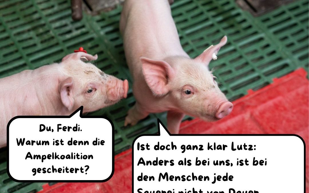 Was sagen eigentlich unsere Ferkelperten&hellip;