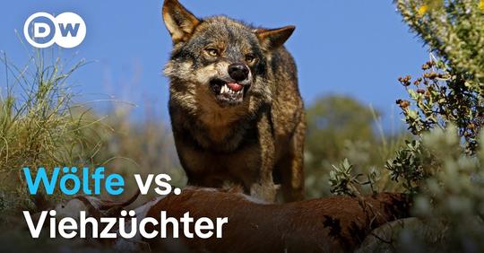 Der Wolf 🐺 ist ein&hellip;