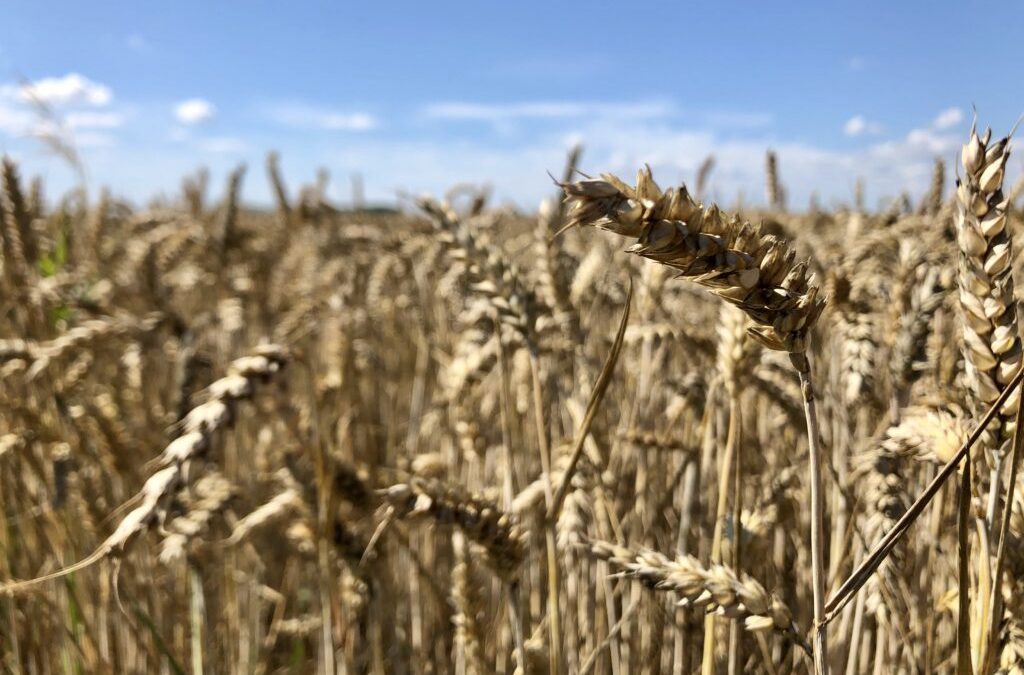 Schwächelnde Weizenpreise belasten hiesigen Ackerbau