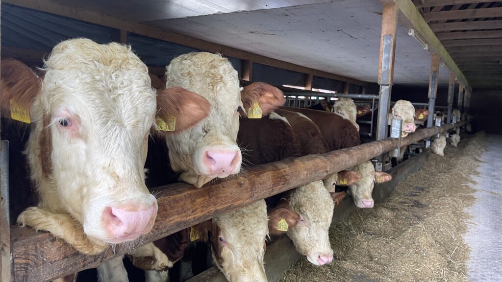 Warten aufs Förderprogramm zur Mastrinder-Leitlinie