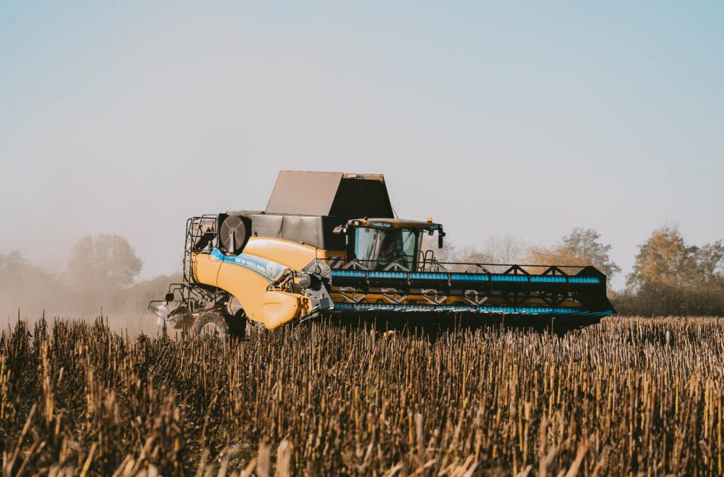 Niedersachsens Landwirte erzielen gute Sonnenblumenernte