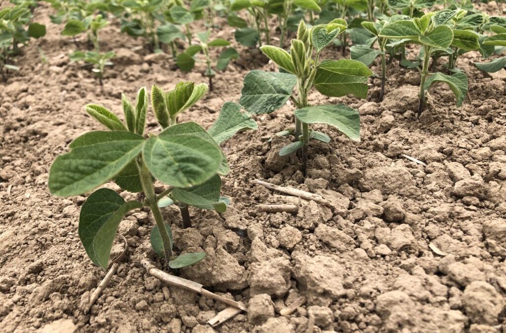 Sojabohnen erfolgreich in Niedersachsen anbauen