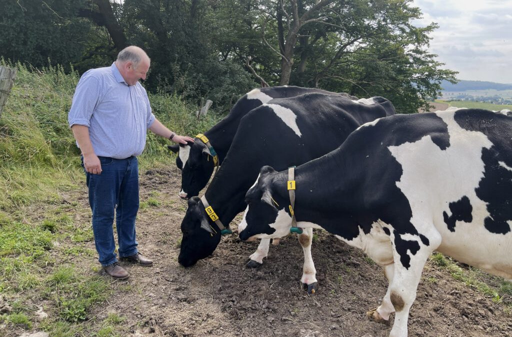 Stabile Milchpreise, sinkende Kuhzahlen