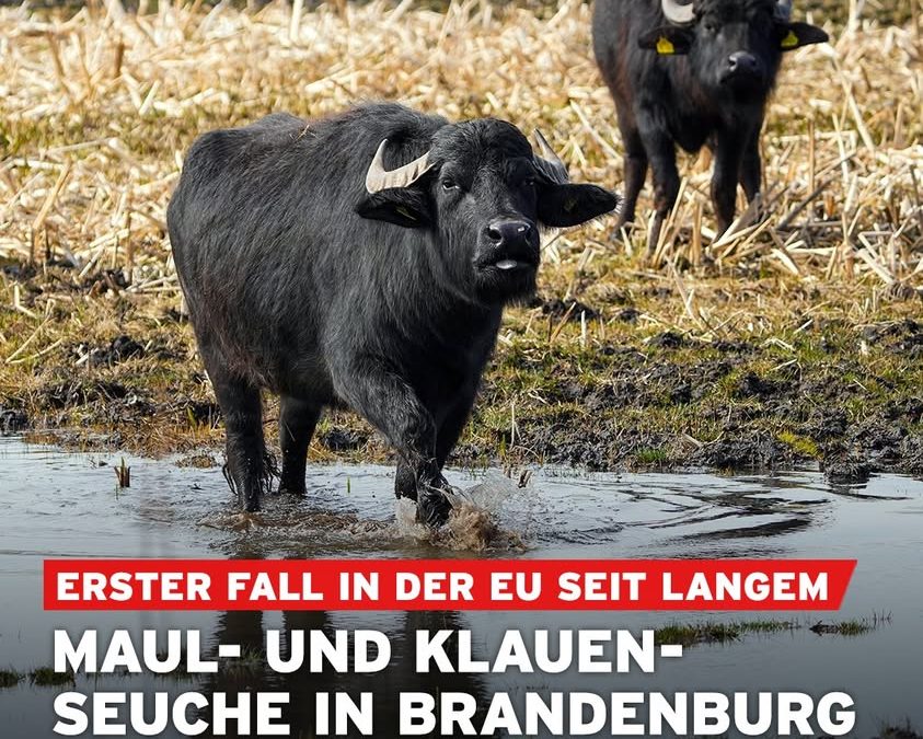 2025 hat in Sachen Tierseuchen&hellip;