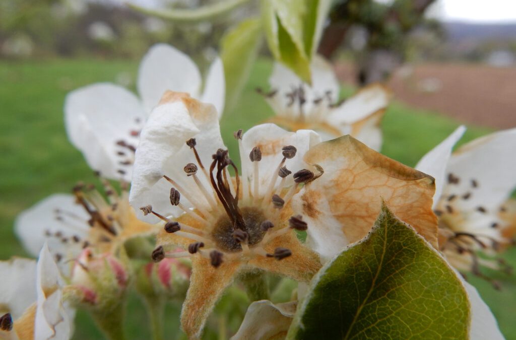 EU-Krisenhilfe bei Frostschäden im Obst- und Weinbau