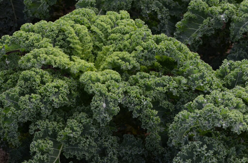 „Grünkohl hat das ganze Jahr nasse Füße gehabt“