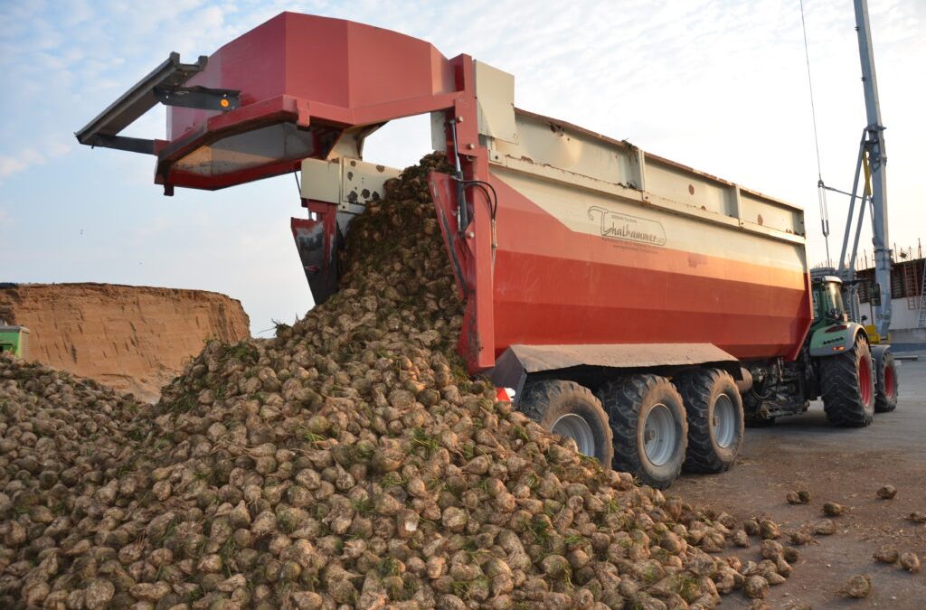 Erträge im Spitzenbereich, aber Zuckergehalte enttäuschen