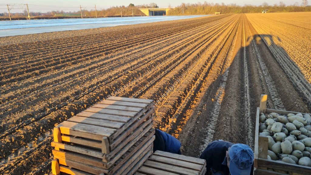 Die ersten Frühkartoffeln sind in der Erde