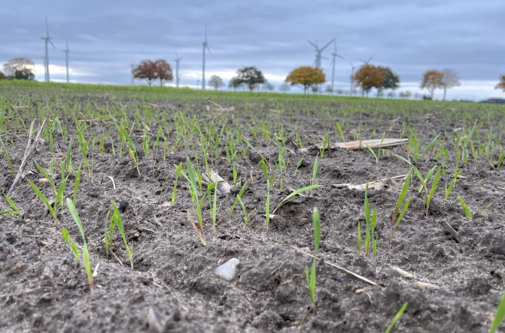„Frostgare“ hat vielerorts die Böden aufgelockert