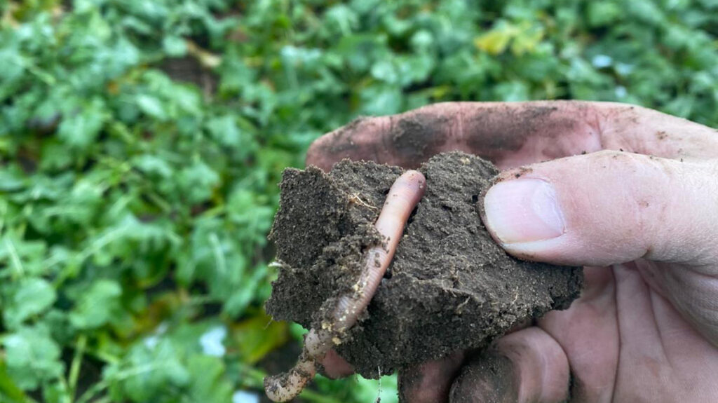 Der Regenwurm ist einer der wichtigsten Mitarbeiter