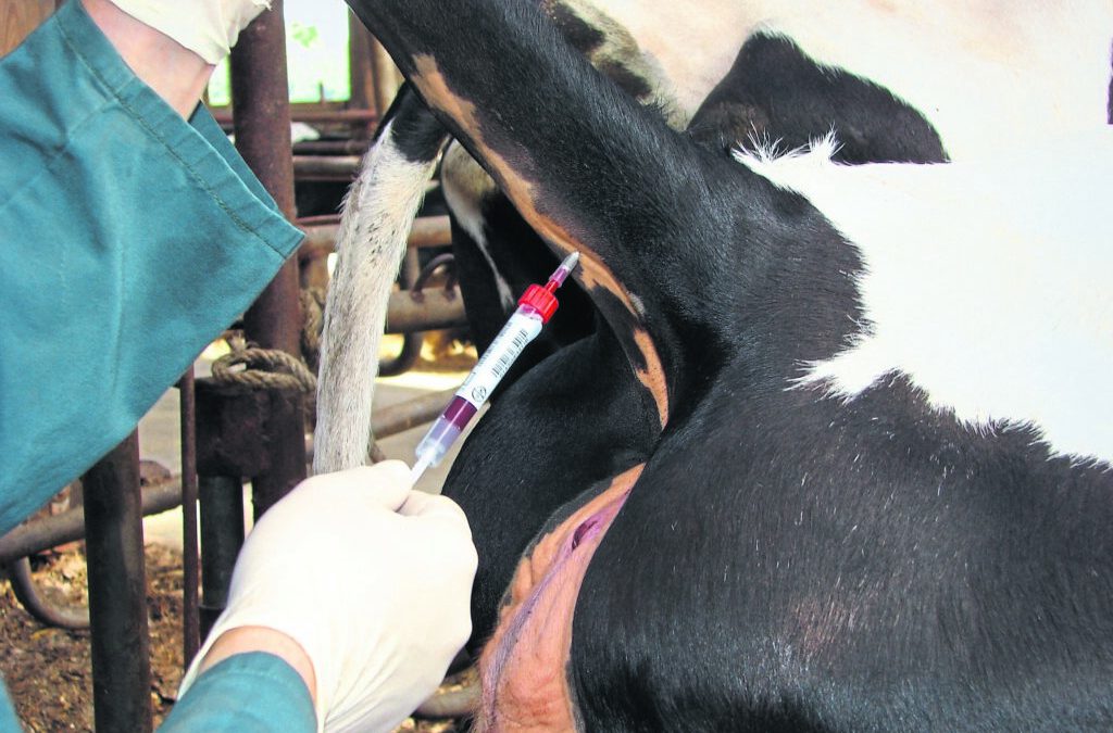 Tierärztemangel bringt große Probleme mit sich