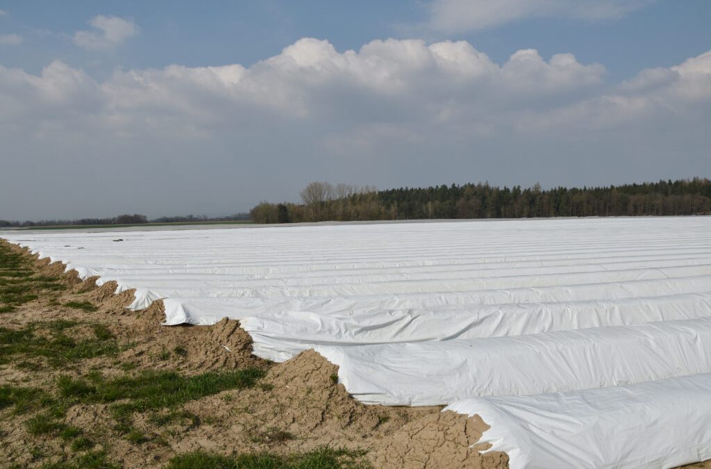 Spargel wird früher als im Vorjahr die Köpfchen recken