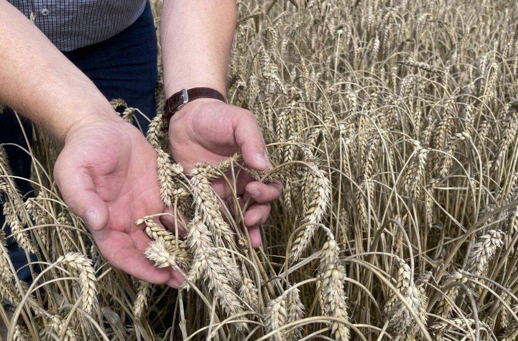 Vom Korn zum Brot: Proteingehalt entscheidet über Backqualität