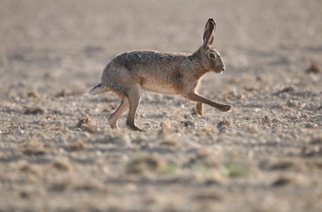 Landvolk mahnt zur Vorsicht wegen Hasenpest
