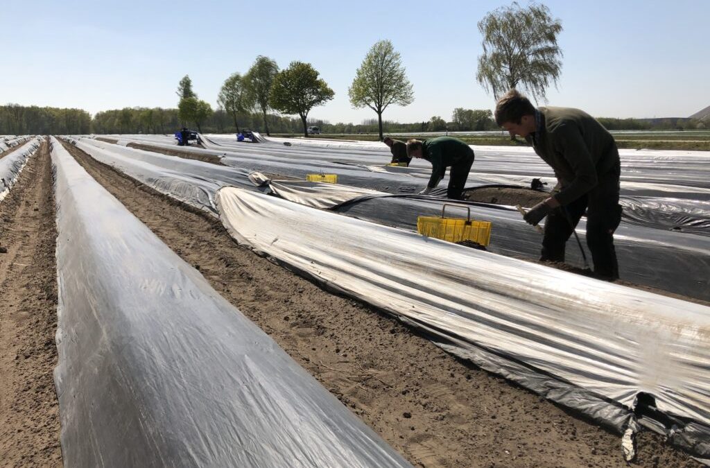Niedersachsens Obst- und Gemüsebauern fordern Ausnahme vom Mindestlohn