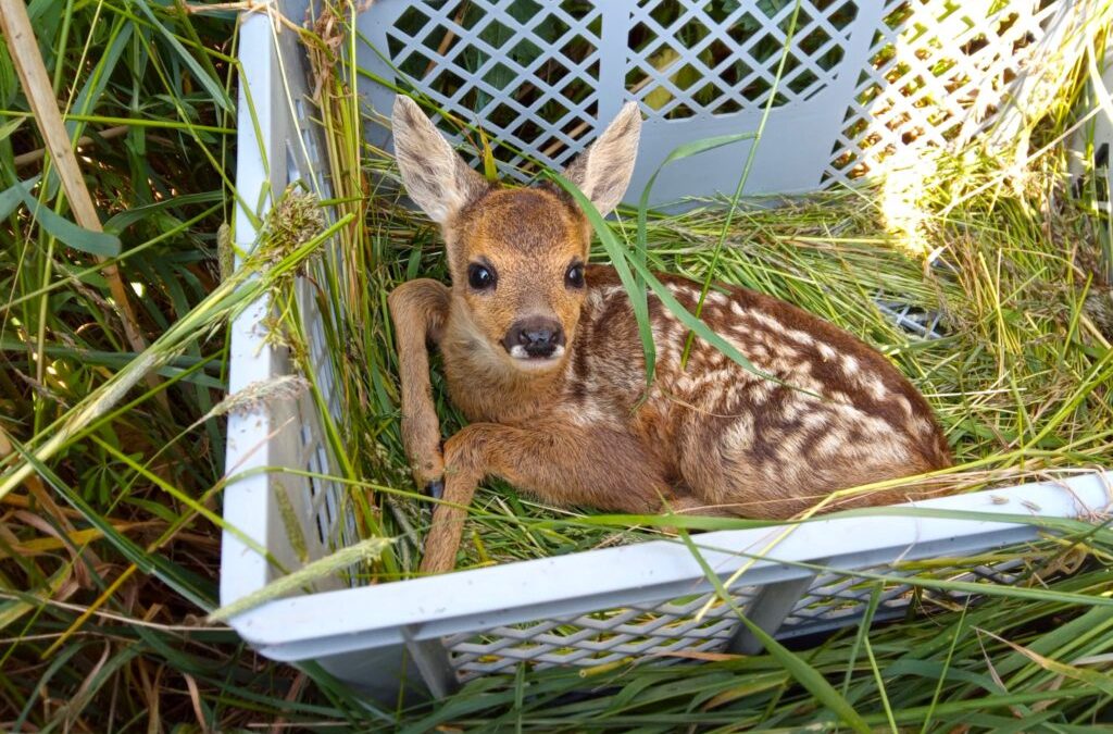Wildtierverluste bei der Mahd vermeiden