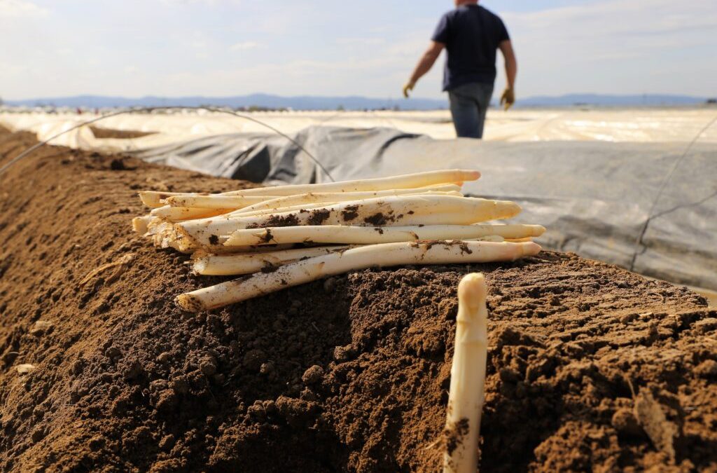 Trockenheit wird zum Problem für Freiland-Spargel