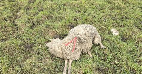 Kommt der Wolf, gehen die&hellip;