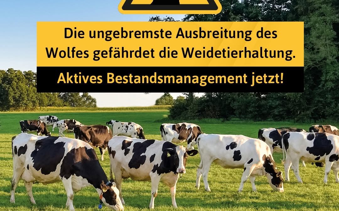 Heute ist Tag des Wolfes 🐺 – leider kein Freudentag für Weidetierhalter und ihre Tiere. Das Zusammenleben mit dem Wolf …