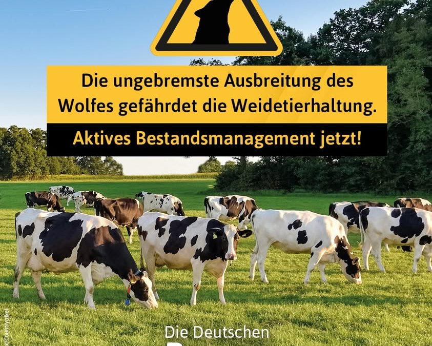 Heute ist Tag des Wolfes&hellip;