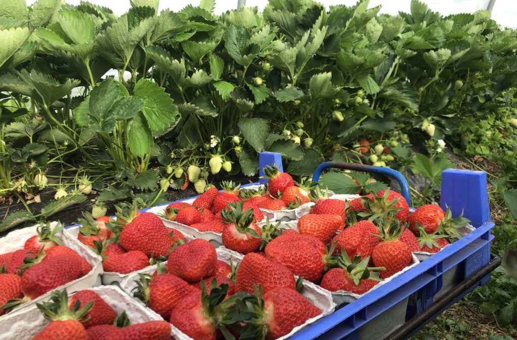 Mit regionalen Erdbeeren den Sommer schmecken