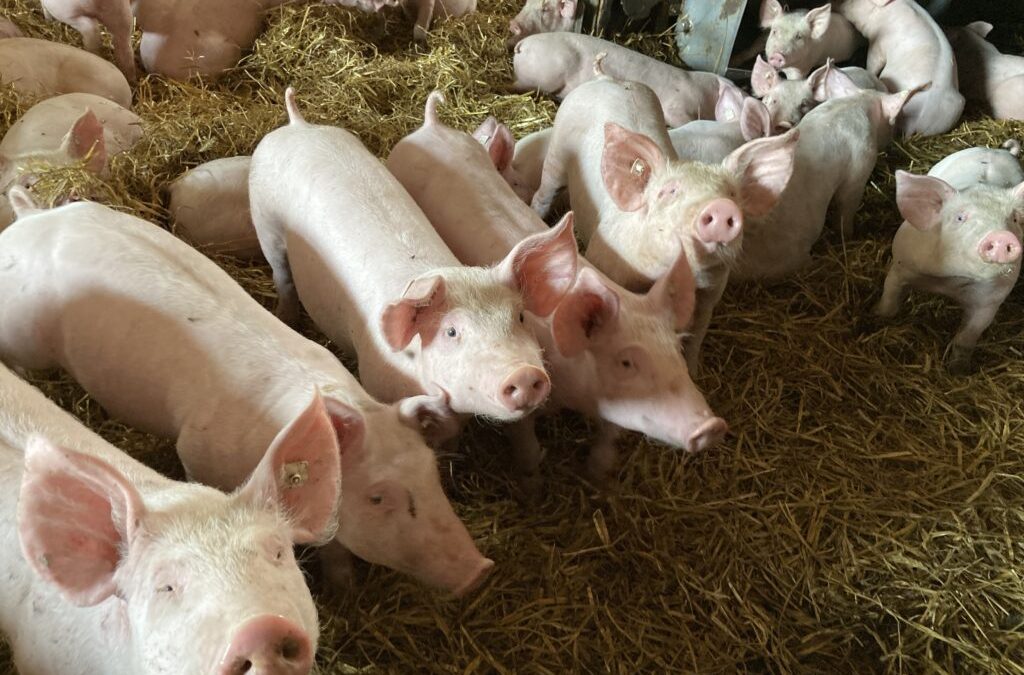 Im ASP-Krisenfall wirkungsvoll kommunizieren