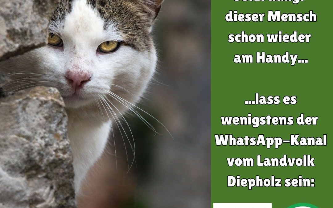 🐱 Die Katze sieht dich&hellip;