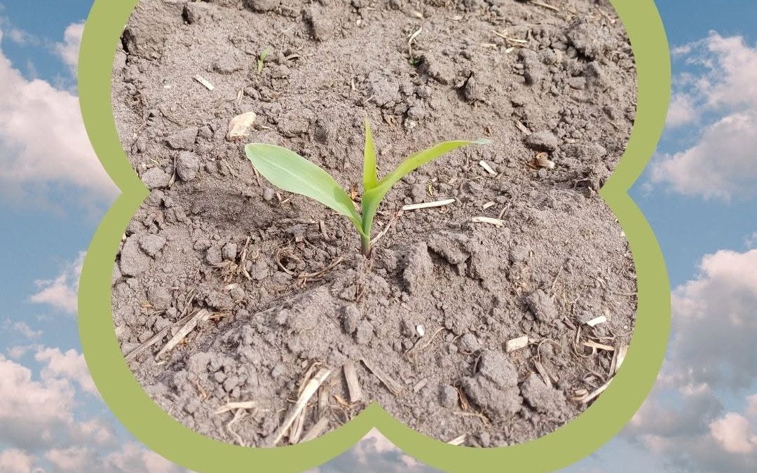 Wir präsentieren: Der Mais 2025! 🌽❤️ Sieht teilweise schon sehr gut aus, aber es bräuchte jetzt noch ordentlich Regen! …