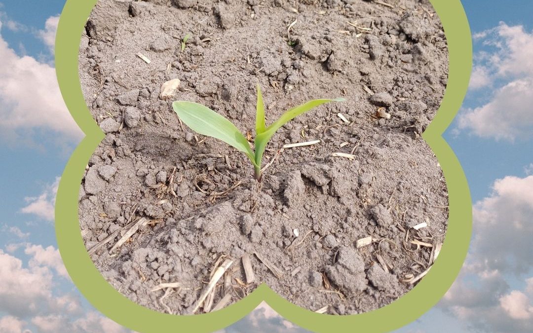 Wir präsentieren: Der Mais 2025!&hellip;