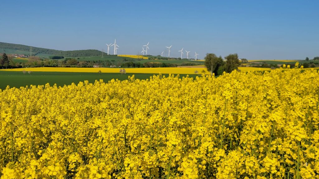 Rapsblüte in Niedersachsen: Früh, kräftig, hoffnungsvoll