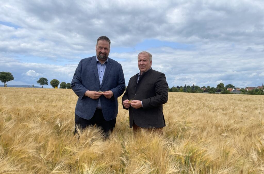 Getreidequalität bereitet Landvolk Sorgen: Regen allein reicht nicht