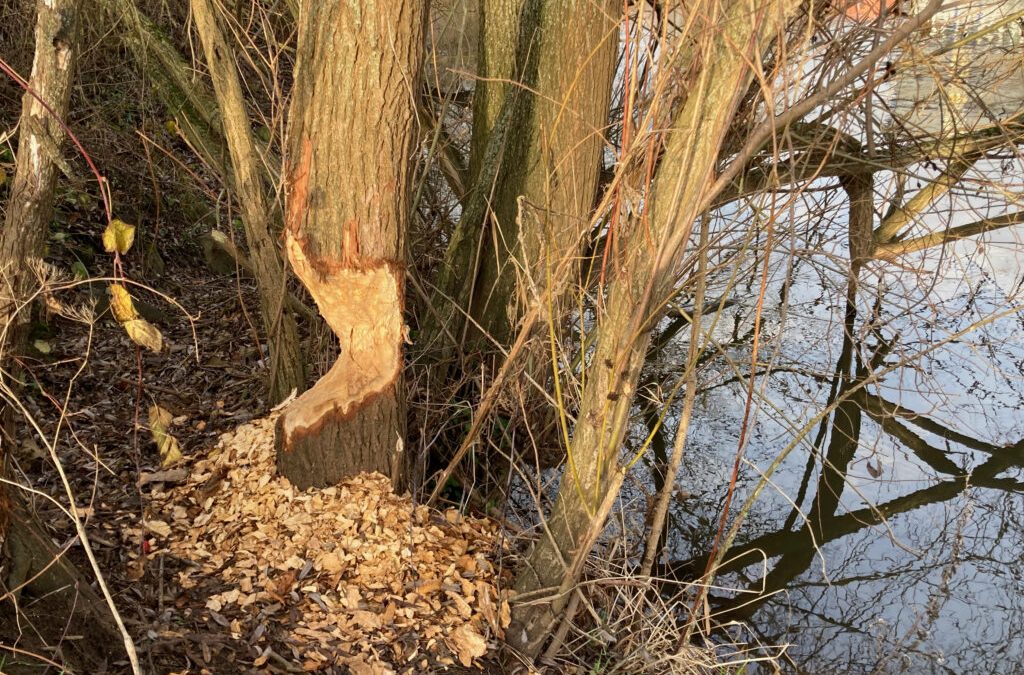 Bibermanagement verärgert Niedersachsens Landwirte