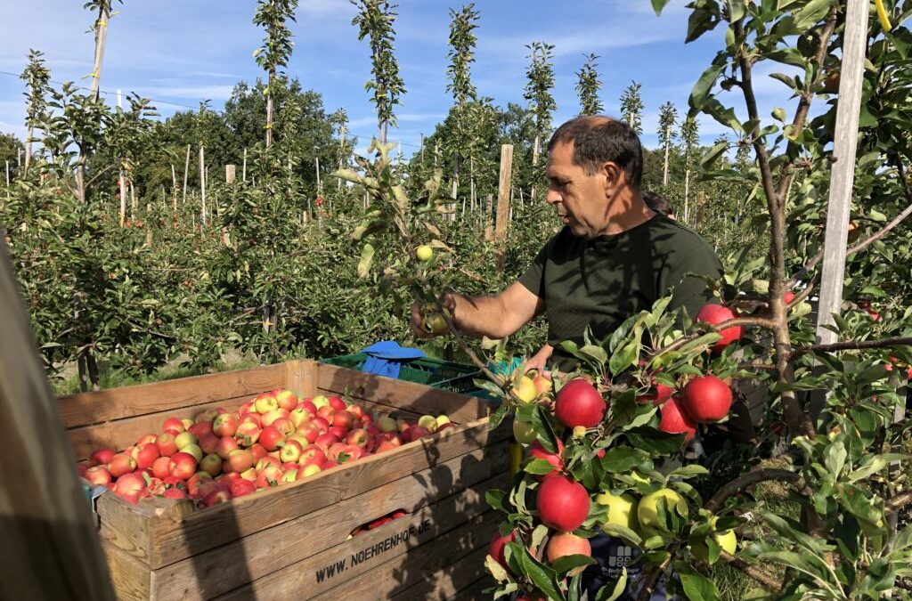 Existenzfrage für Niedersachsens Obstbauern
