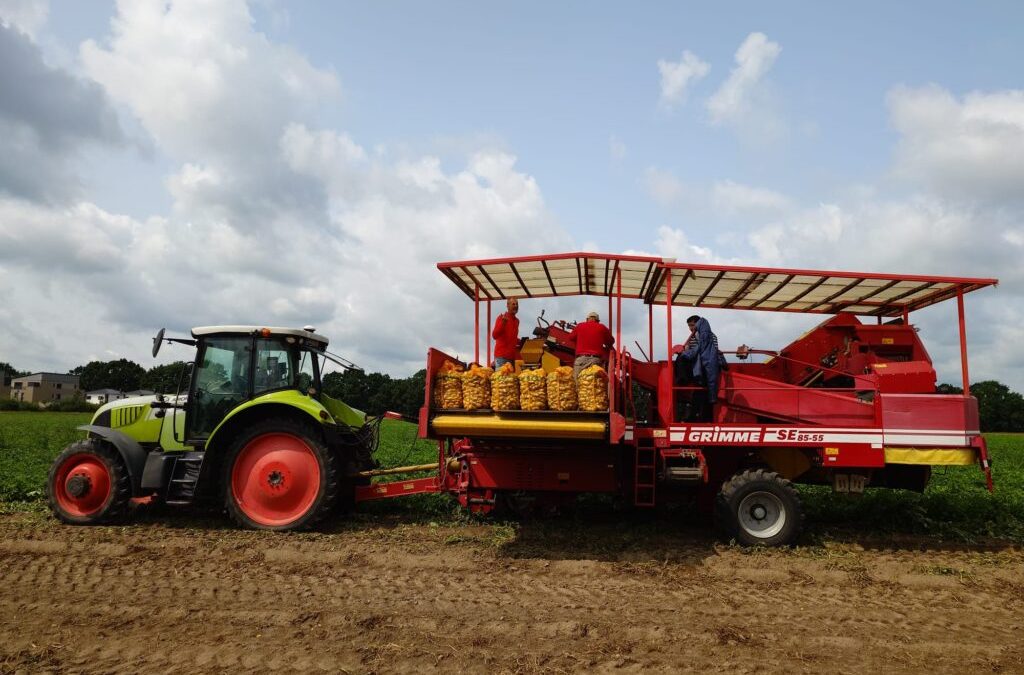 Reife Frühkartoffeln starten stark in die Saison