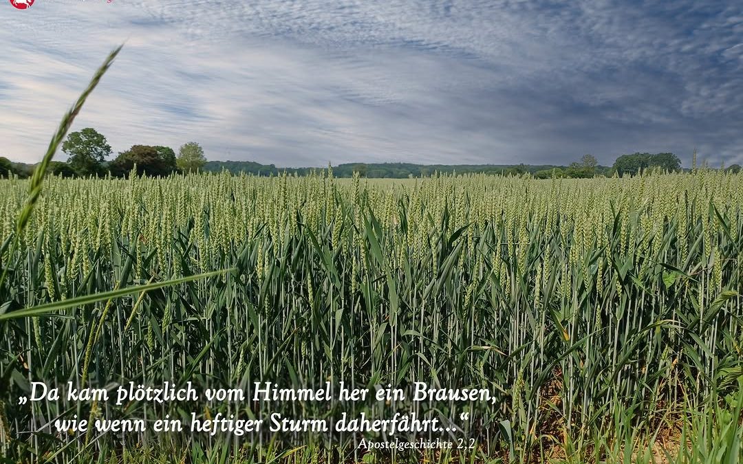 Das Landvolk wünscht allen frohe und gesegnete Pfingsten! #Pfingsten #Weizen #Landwirtschaft