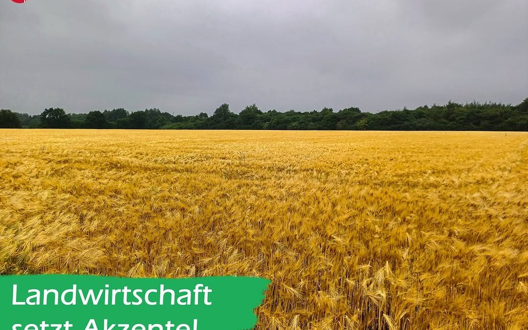 Leuchtendes Ährengold gegen den grauen Himmel. Die Gerste leuchtet an vielen Stellen schon goldgelb und kündigt die bevo…