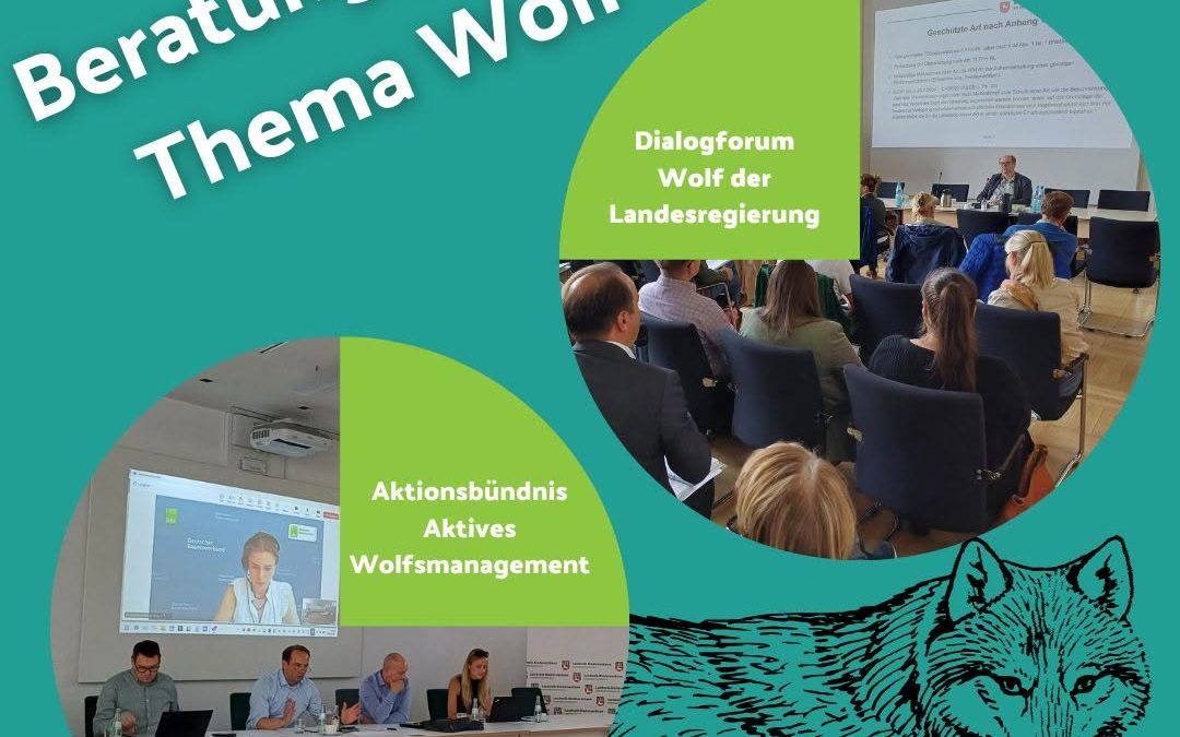 Wolf und weiter? Es bewegt sich zurzeit viel beim Thema Wolf. Auf EU-Ebene hat das Raubtier seinen Status "streng geschü…