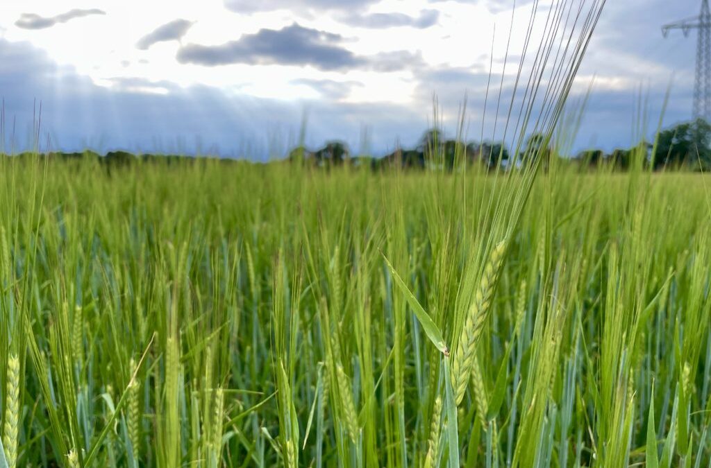 Braugerste – Königin auf dem Acker, Krone im Glas