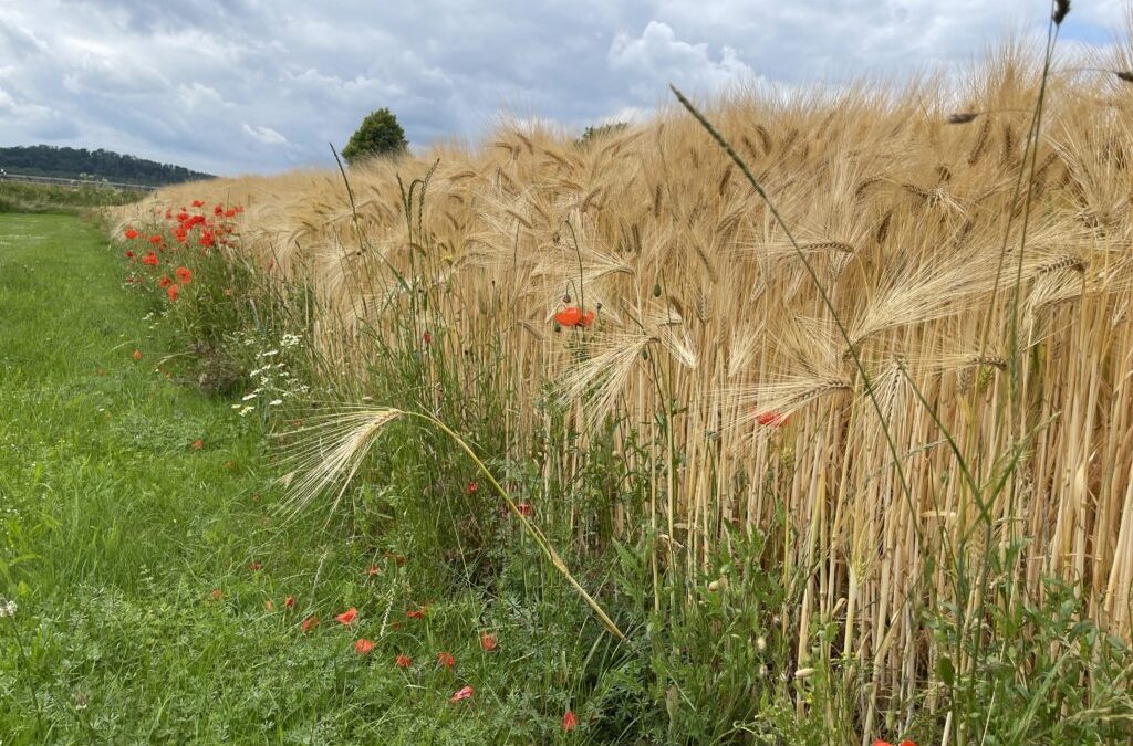 Mit neuem Monitoring-System Biodiversität in Agrarlandschaften erfassen