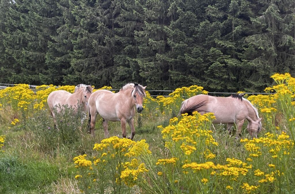 Giftiges Jakobskreuzkraut breitet sich weiter aus