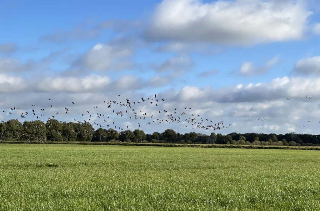 Sommergänse zählen für den Schutz der Äcker