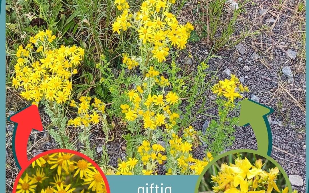 Von weitem nicht leicht zu unterscheiden: JKK und Johanniskraut. Das Jakobskreuzkraut (JKK) ist giftig und sollte daher …