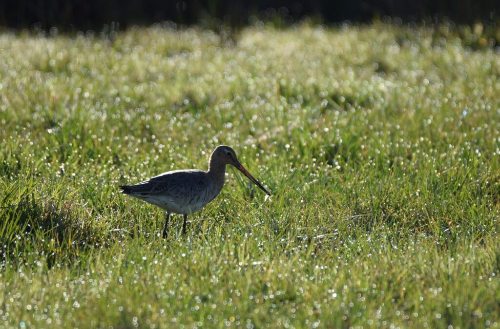 Hightech mit Herz: Landwirte schützen Wiesenbrüter
