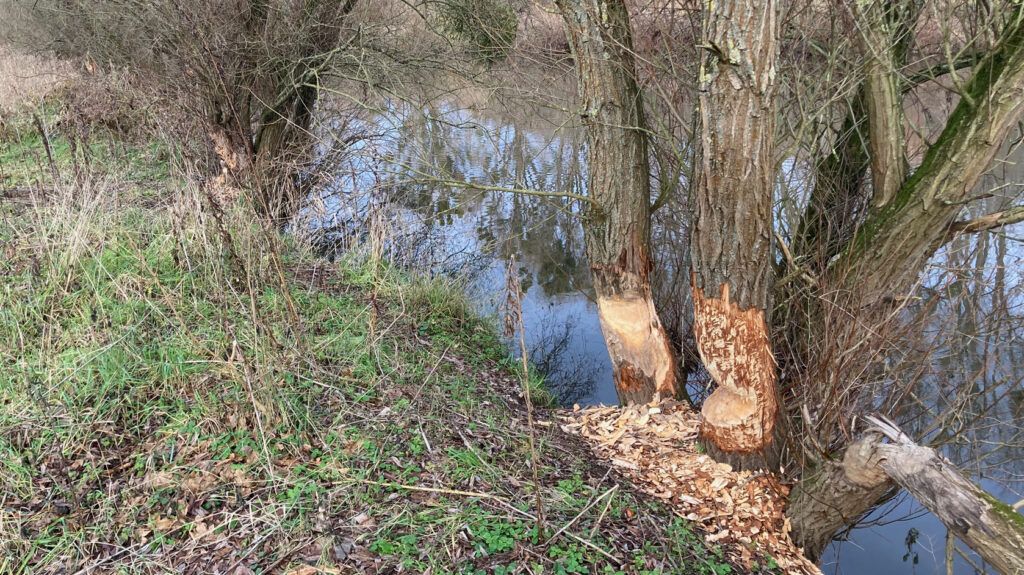 Wachsende Biberpopulation führt zu Konflikten