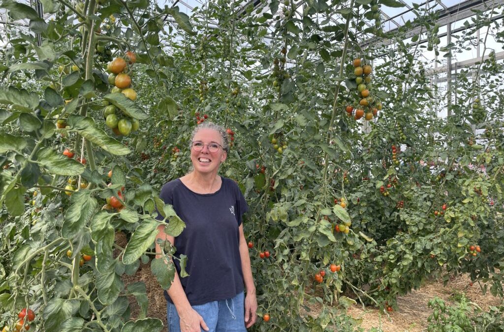 Im Sommer boomt es im Tomatengewächshaus